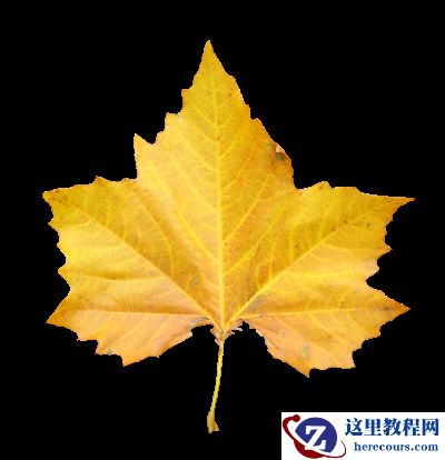 Photoshop制作唯美的秋季枫叶艺术字教程