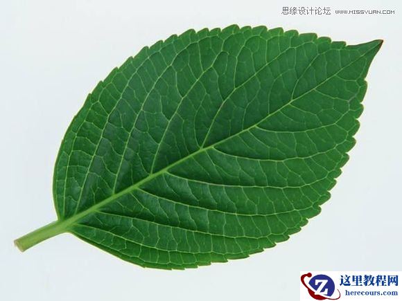 Photoshop制作春季草丛中的艺术字教程