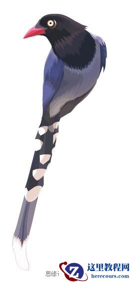 Illustrator色阶画法精细绘制鸟类插画