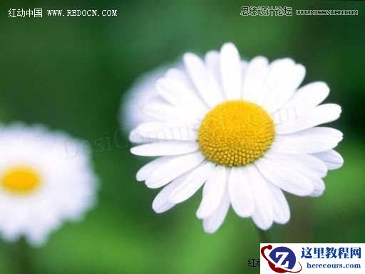 Illustrator绘制漂亮的白色雏菊效果