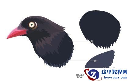 Illustrator色阶画法精细绘制鸟类插画