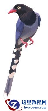 Illustrator色阶画法精细绘制鸟类插画