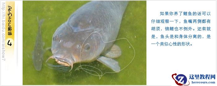 Illustrator鼠绘教程：绘制逼真的双鲤鱼