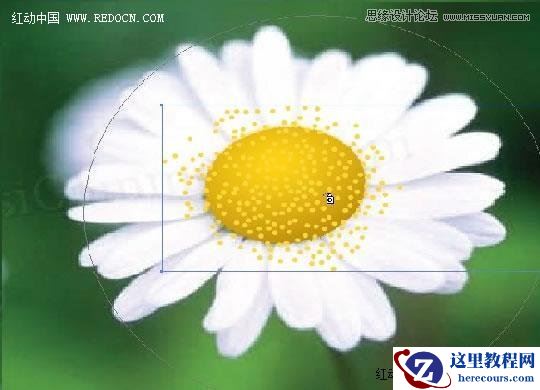 Illustrator绘制漂亮的白色雏菊效果