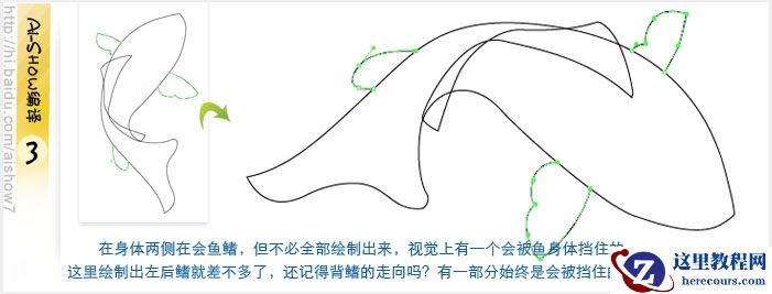 Illustrator鼠绘教程：绘制逼真的双鲤鱼