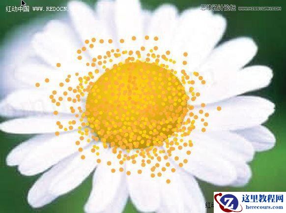 Illustrator绘制漂亮的白色雏菊效果