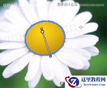 Illustrator绘制漂亮的白色雏菊效果