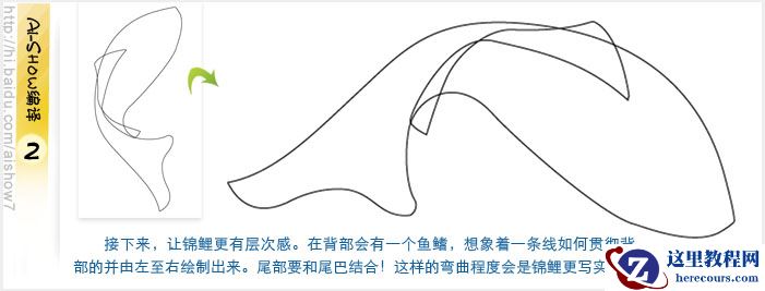 Illustrator鼠绘教程：绘制逼真的双鲤鱼