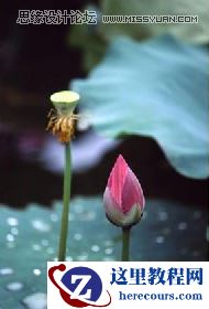 CorelDRAW制作中国风水墨荷花效果图