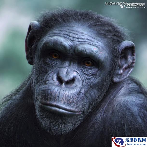 3ds Max制作逼真的黑猩猩教程