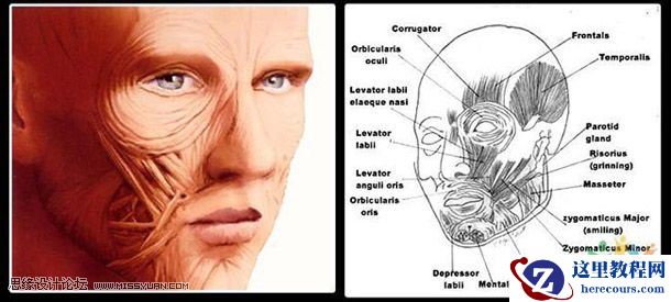 CG经典教程:成功做出真实的人头模型