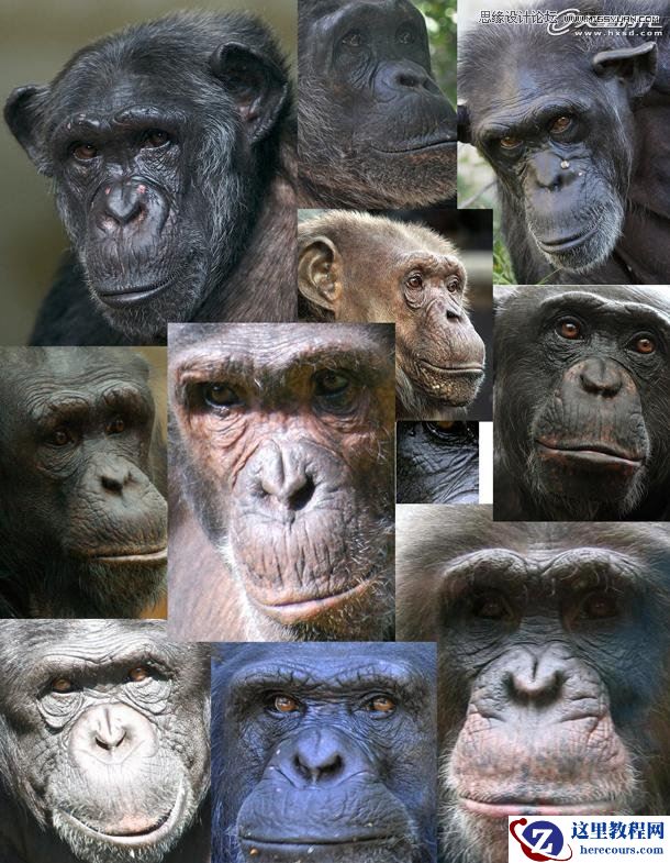 3ds Max制作逼真的黑猩猩教程