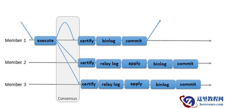 A transaction received by Source 1 is executed. Source 1 then sends a message to the replication group, consisting of itself, Source 2, and Source 3. When all three members have reached consensus, they certify the transaction. Source 1 then writes the transaction to its binary log, commits it, and sends a response to the client application. Sources 2 and 3 write the transaction to their relay logs, then apply it, write it to the binary log, and commit it.