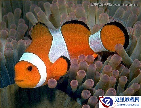 3ds Max制作头发和皮毛实例教程