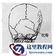 Maya建模教程：人头建模的详细教程