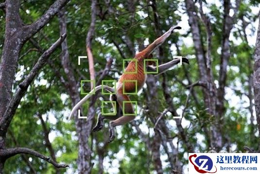 X-T1新固件更好地捕捉移动拍摄对象的AF系统