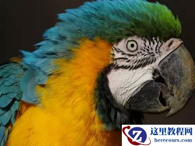 大师手中的奥林巴斯M.Z 300mm f4.0 PRO镜头