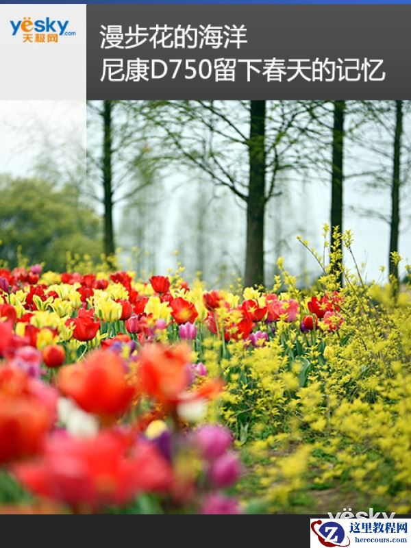 漫步花的海洋 尼康D750留下春天的记忆