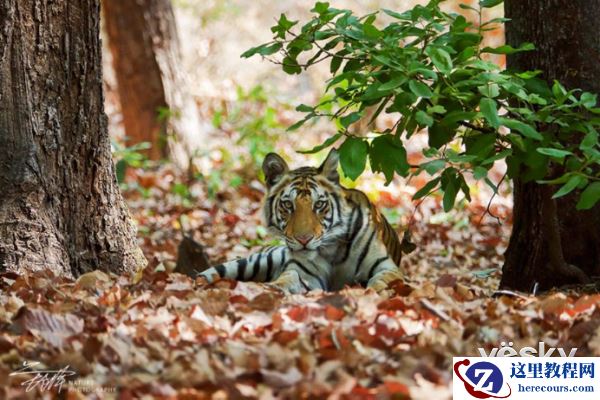 索尼黑卡RX10III印度博物摄影之旅