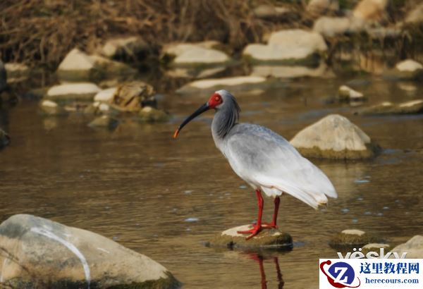 索尼微单™A6500 洋县拍鸟记