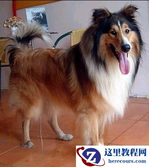 Photoshop抠出动物复杂毛的照片抠图教程