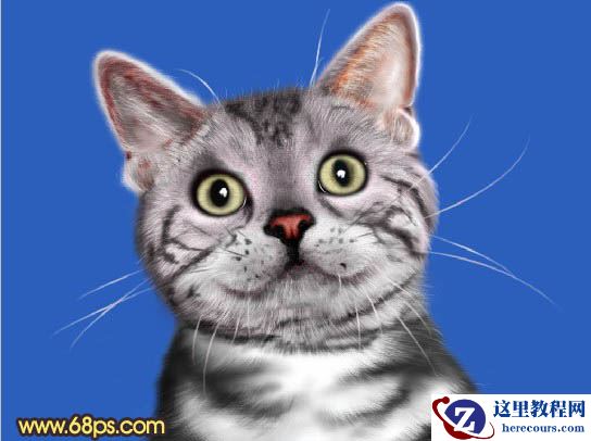 使用Photoshop鼠绘神态可爱的小灰猫详细教程
