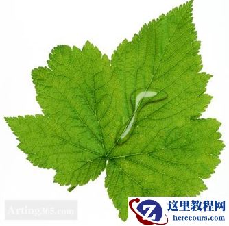 Photoshop制作绿叶上的水滴露珠效果图片