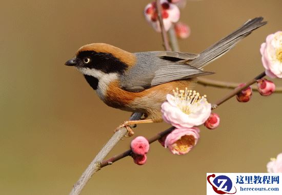 Photoshop制作小鸟张嘴鸣叫动画图片