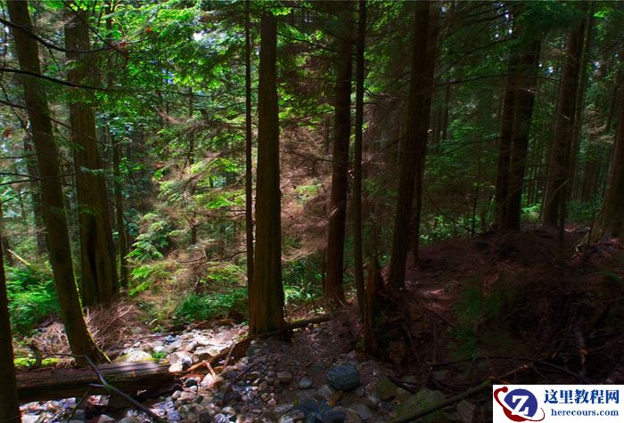 Photoshop打造柔和透射阳光效果的树林图片调色教程