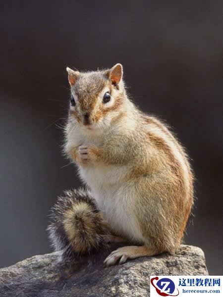 Photoshop抽出滤镜扣出可爱的小松鼠抠图教程