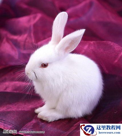 Photoshop抽出滤镜抠出毛茸茸的小白兔抠图教程
