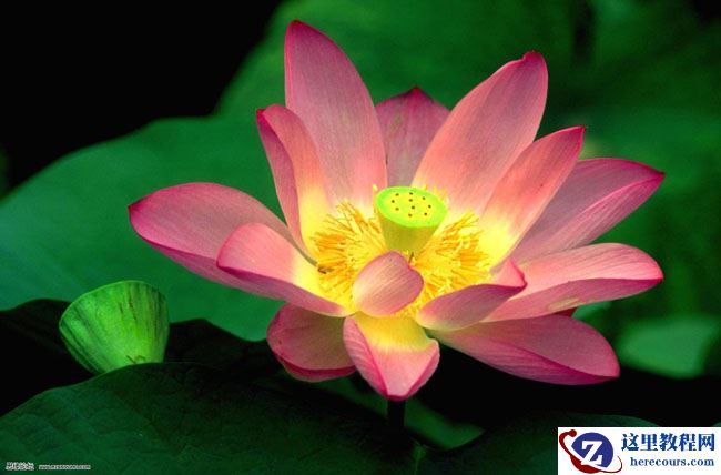 在Photoshop的Lab模式下快速用通道抠图教程