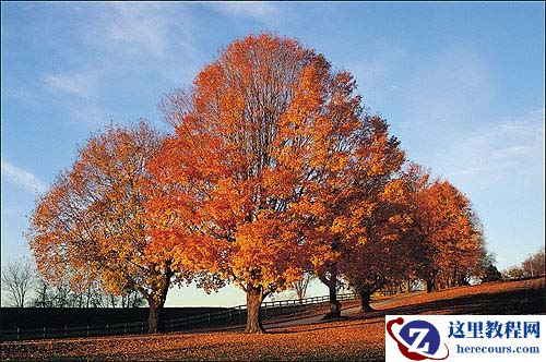 使用Photoshop通道抠图给繁密的树支扣背景