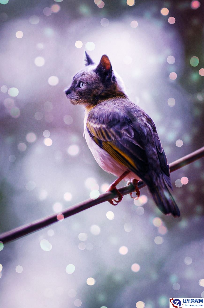 Photoshop合成猫咪头像的猫头鹰图片效果教程