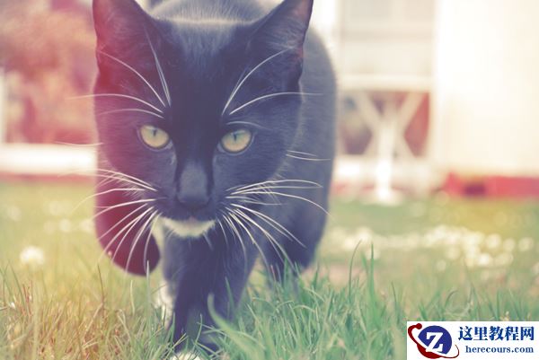 Photoshop给猫咪照片调出梦幻效果