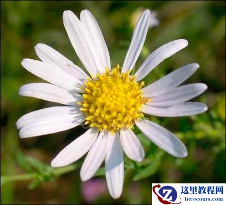 使用Photoshop高质量放大图片的技巧教程