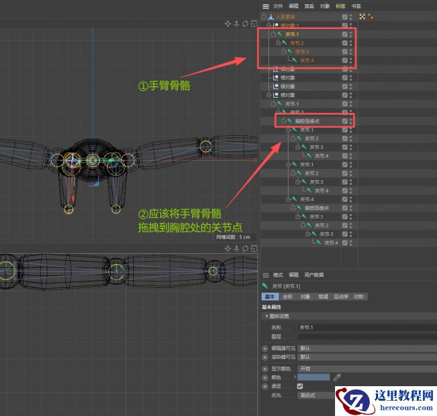 C4D绑定骨骼为什么不能动 C4D绑定骨骼后怎么做动作